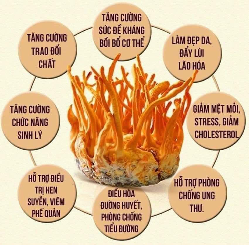 ĐÔNG TRÙNG HẠ THẢO DẠNG CÂY NẤM KHÔ Hàn Qu ốc
